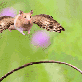 Kumpulan Gambar  Animasi Hamster Bergerak lucu ANIMASI 