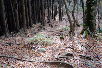 登山道を下る