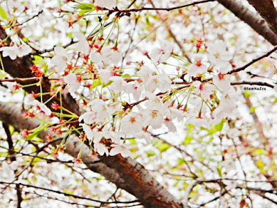 เทศกาลชมดอกพ็อตโกต (ซากุระเกาหลี) ที่ทะเลสาบซอกชอน (Seokchonhosu Lake Cherry Blossom Festival)
