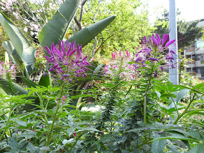 醉蝶花的花序