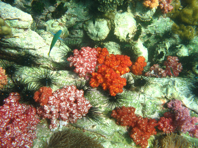 Diving in Koh Tarutao