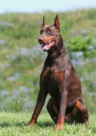 DOBERMAN