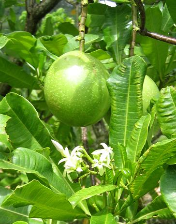 Gambar Buah Bintaro  Koleksi Foto dan Gambar