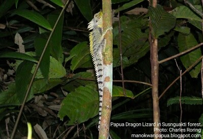 This reptile can be seen by tourists in Susnguakti forest in the south of Manokwari city.