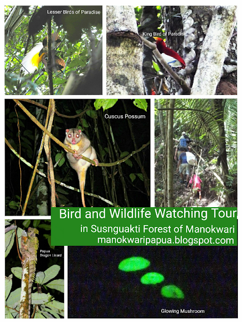 Birds and animal in lower montane forest of Arfak mountains