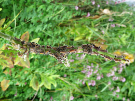 milkweed tussock caterpillars