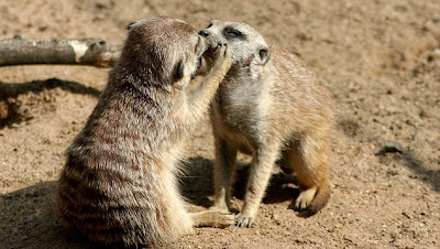 Animal love animals kiss merkats