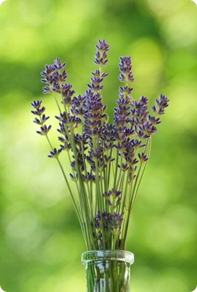 abillede523