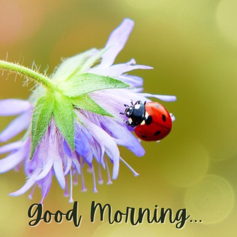 Sweet Good Morning HD Images