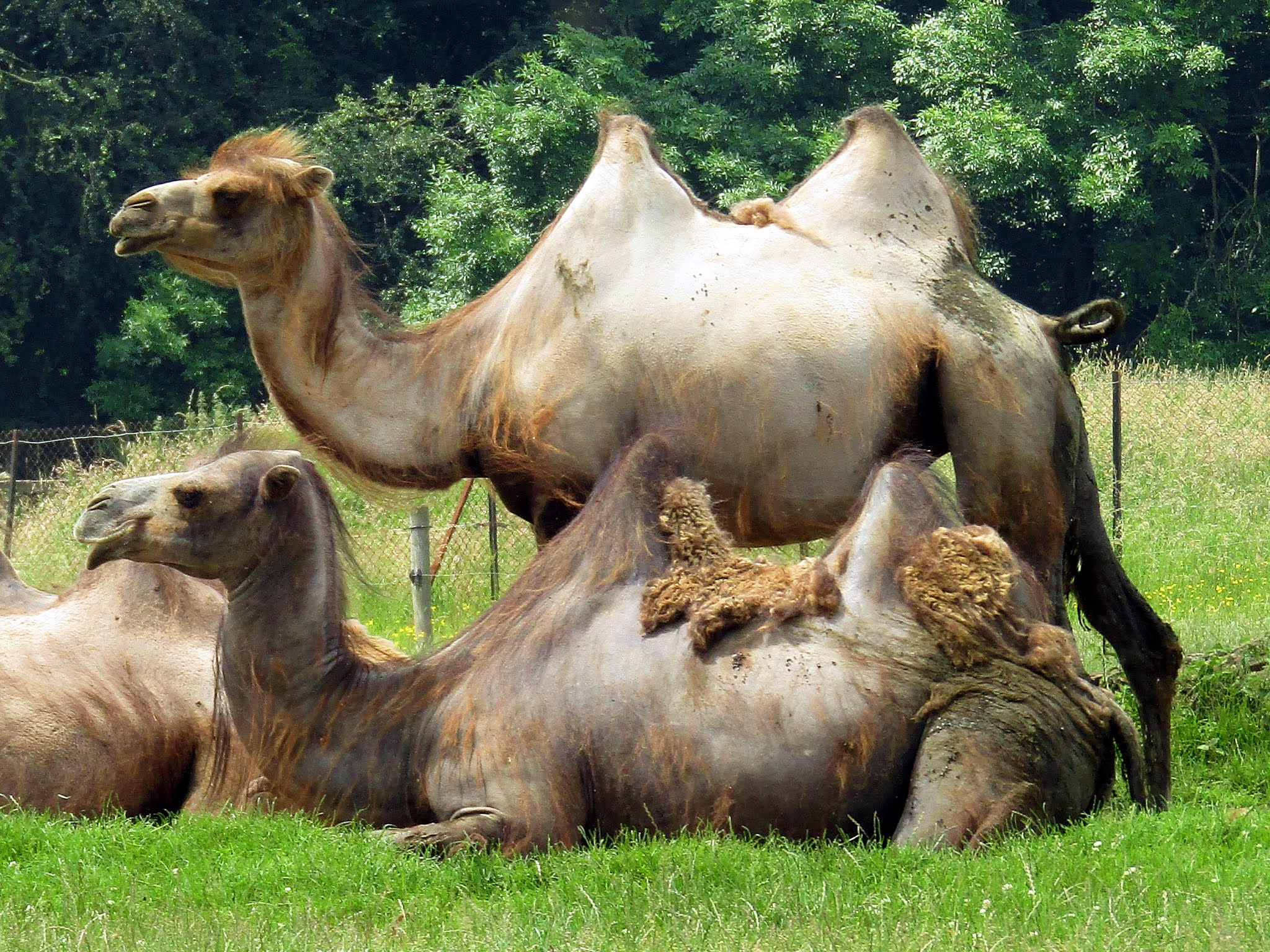 A photo of two Bactrian camels at Whipsnade Zoo.