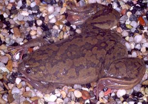 Xenopus frog (Source: US Geological Survey)