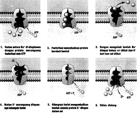 TRANSPOR MOLEKUL MELALUI MEMBRAN ~ MATERI DAN SOAL IPA 