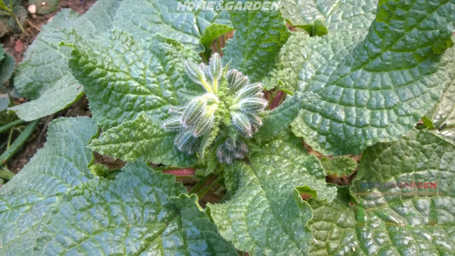 Borage plant can be pinched or pruned, to encourage branching and to keep them shorter.