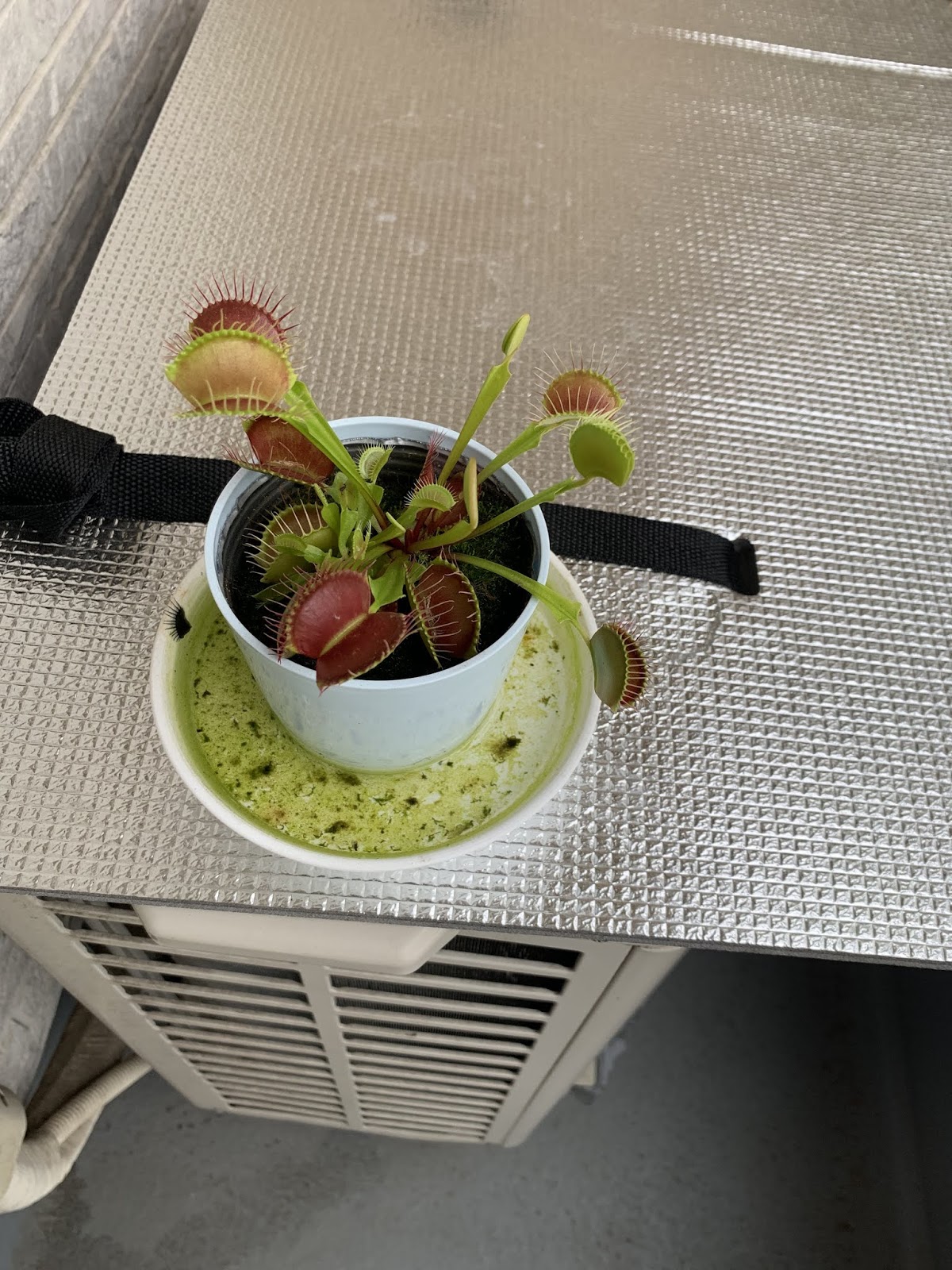 ネタ系 カブトムシの幼虫の糞をハエトリグサの肥料にしてみました