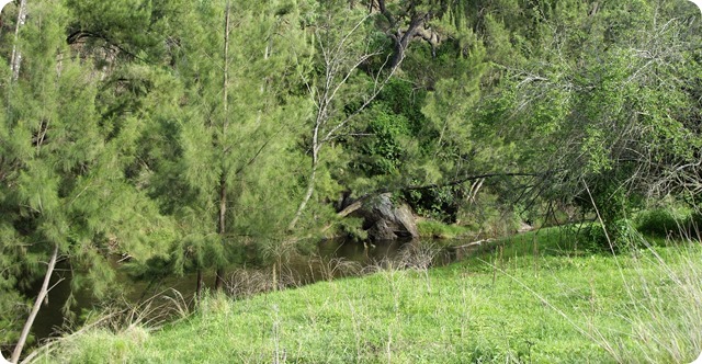 Peel River from Woolomin Campground