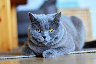 28- قطط الشارتروكس : Chartreux