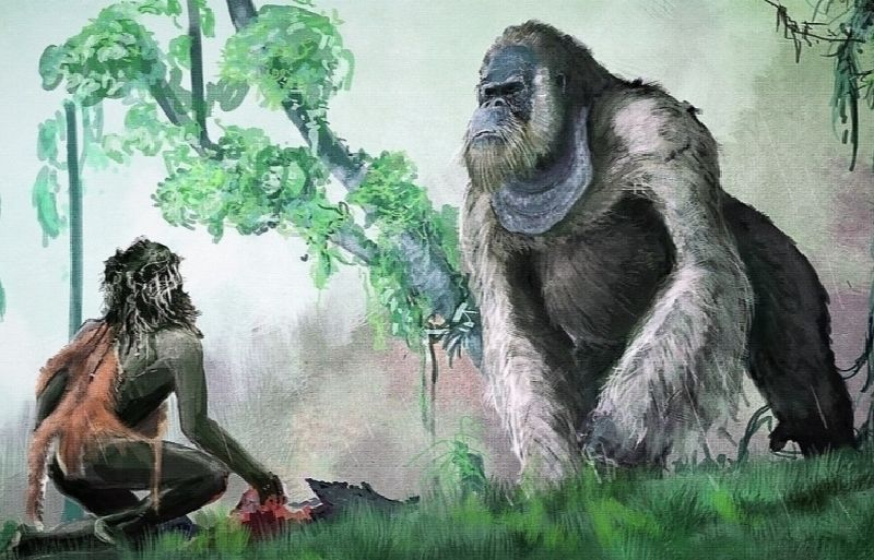 El Gigantopithecus blacki es el primate más grande que jamás haya pisado la tierra