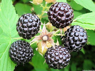 Black raspberry fruit images wallpaper