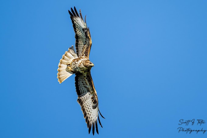 Bird photography tour: Raptors Project, Nov 18th 2023