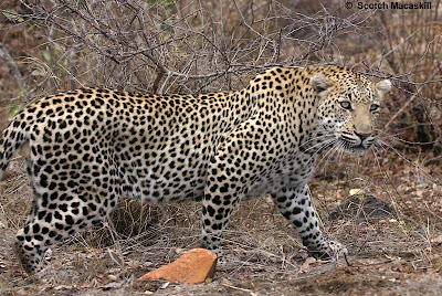 Cheetahs Hunting Video Pictures and Pics