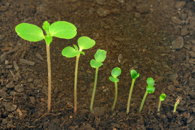 Allow Time For Germination