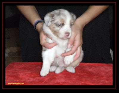 australian shepherd puppy