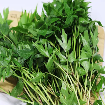 당귀효능-부작용 당귀잎