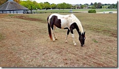KY horse park 021