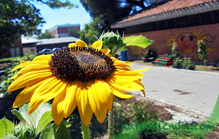 girasol en el huerto del retiro