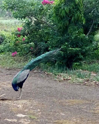 natural-pics-of-peacock