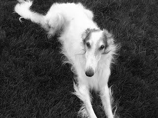 Borzoi Dog Wallpapers