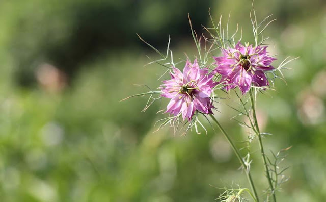 Love-in-a-Mist Flowers