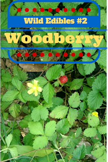 wild strawberry