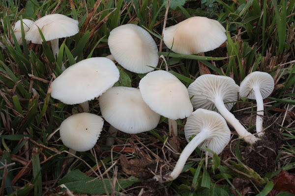 Hygrocybe virginea var. virginea