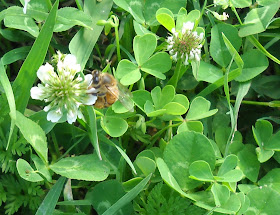 White Clover with a honey bee at White Rock Lake, Dallas, Texas