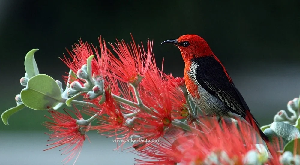 Best Birds Pictures, Pictures - Best Birds Pictures - Beautiful Birds Pictures & Wallpapers Download - birds picture - NeotericIT.com