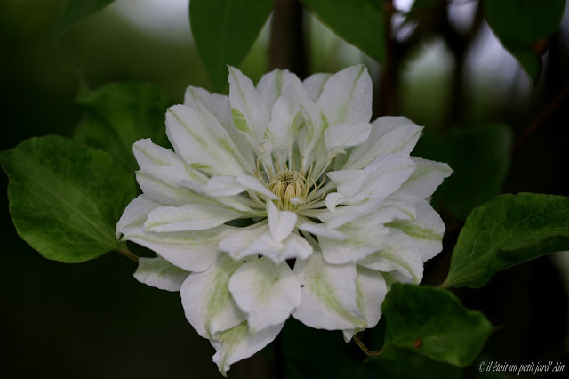 blanche et verte