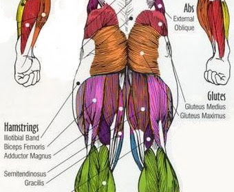 Muscles Of The Lower Back And Buttocks / Pin on Hip, Sacrum & Sacroiliac Joint Dysfunction (SI ... / This is an exaggerated inward curve of the lower back that creates a donald duck posture.