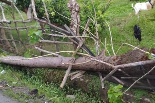 Pohon Tumbang Rusak 400 Meter, Kabel Jaringan PLN Di Bontomanai