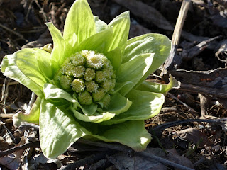 Petasites japonicus - Pétasite japonaise - pétasite du Japon