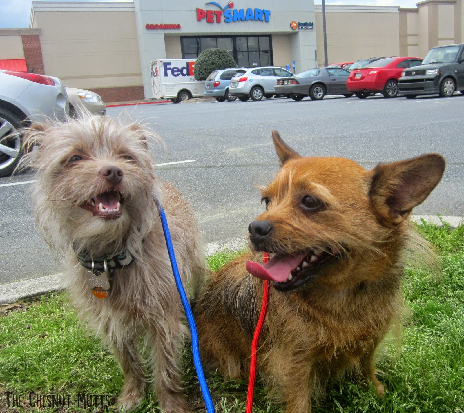 Bailey and Jada in front of Petsmart