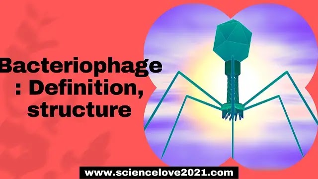 Bacteriophage : Definition, structure