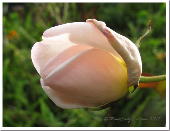 04-20-maman-cochet