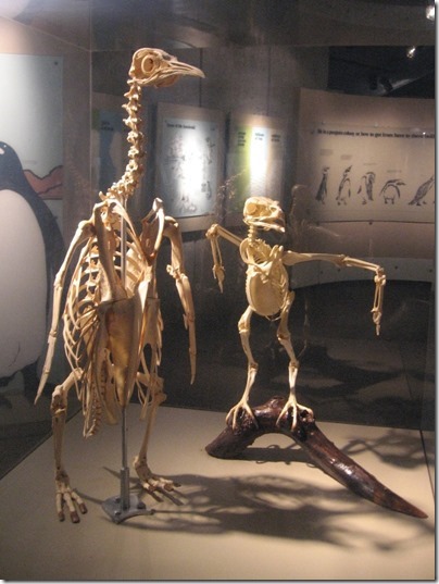 IMG_0482 Emperor Penguin & Golden Eagle Skeletons at the Oregon Zoo in Portland, Oregon on November 10, 2009