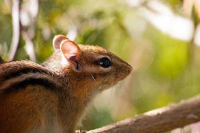 Chipmunk on a Branch by Tammy Schmidt