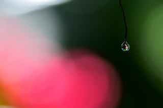 closeup of dew drop, foliage and colorful bokeh