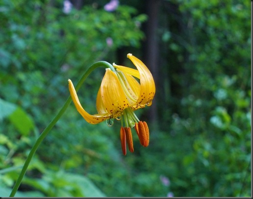 Wildflower Tears