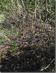 elderberry snarl just leafing out