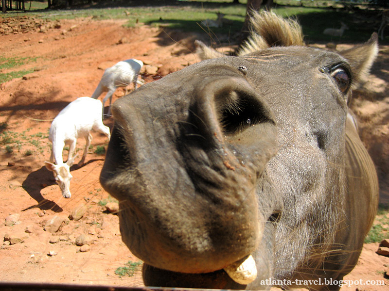 Парк сафари диких животных Wild Animal Safari