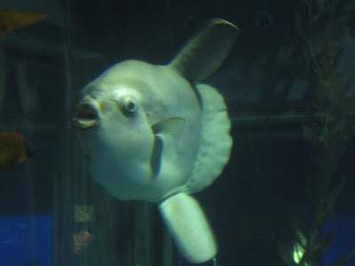 types of fishes in ocean. The ocean sunfish, Mola mola,